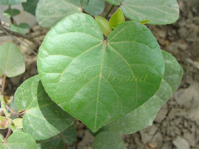  Leaf (Adaxial view)